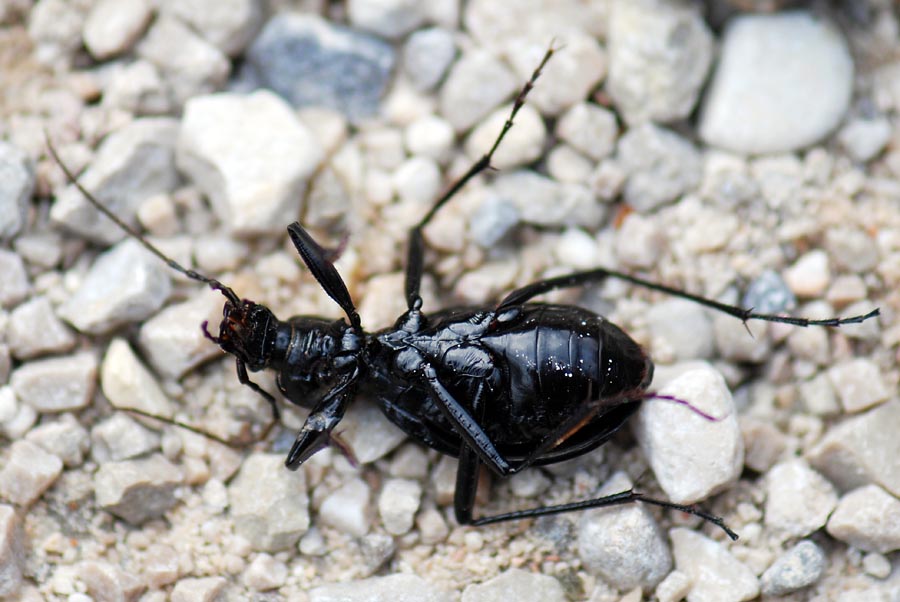 Carabidae da ID: Carabus creutzeri kircheri